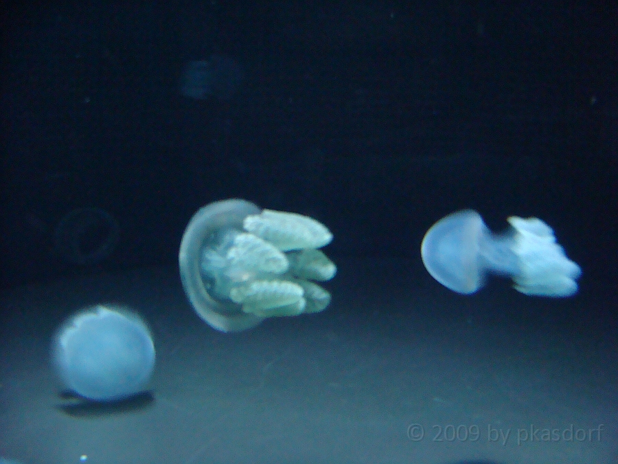 Baltimore [2009 July 02] 160.JPG - Scenes from Baltimore's Inner Harbor.